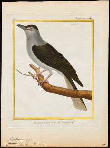 Leptosomus discolor - 1700-1880 - Print - Iconographia Zoologica - Special Collections University of Amsterdam - UBA01 IZ16700261