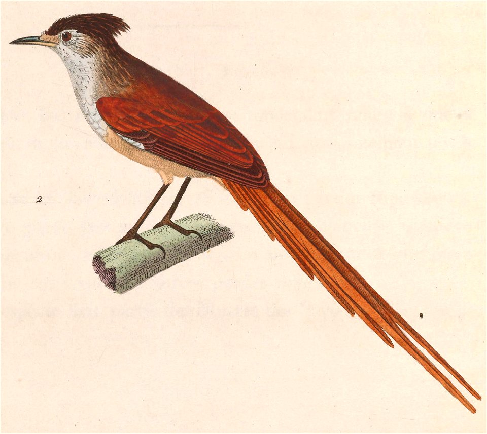 Leptasthenura setaria 1838