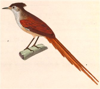 Leptasthenura setaria 1838