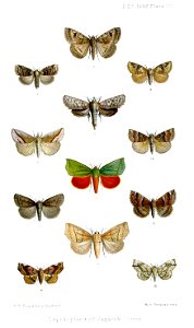 Lepidoptera3Frohawk1889