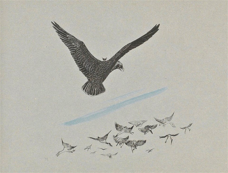 Leroidesoiseaux-18