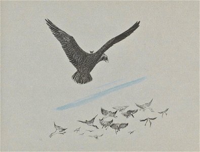 Leroidesoiseaux-18