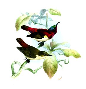 Leptocoma minima Keulemans