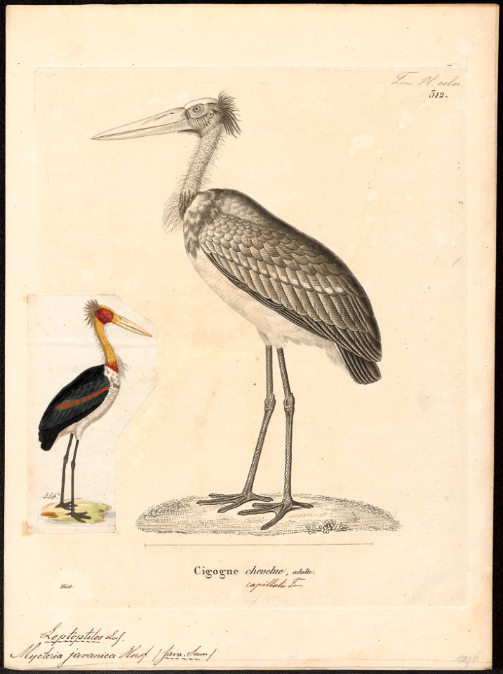 Leptoptilos dubius - - Print - Iconographia Zoologica - Special Collections University of Amsterdam - UBA01 IZ17600063