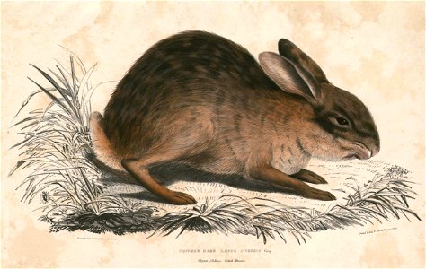 Lepus sinensis Hardwicke