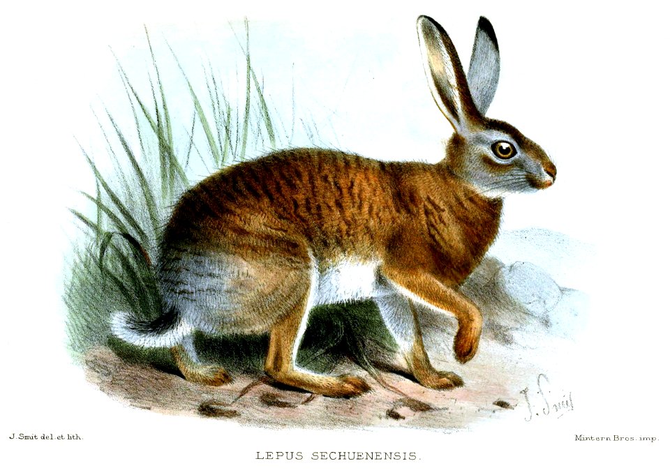 LepusSechuensisSmit