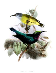 Leptocoma sericea cornelia Keulemans
