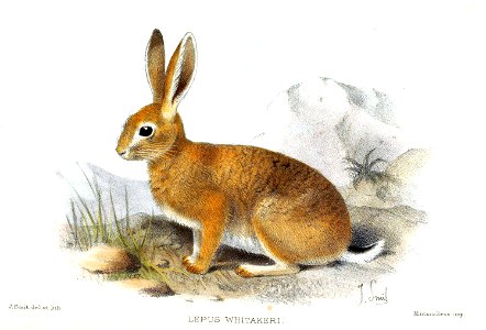 Lepus capensis whitakeri Smit