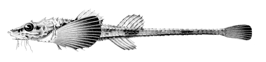 Leptagonus decagonus1