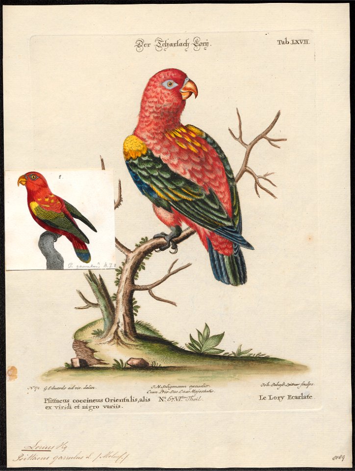 Lorius garrulus - 1700-1880 - Print - Iconographia Zoologica - Special Collections University of Amsterdam - UBA01 IZ18500296