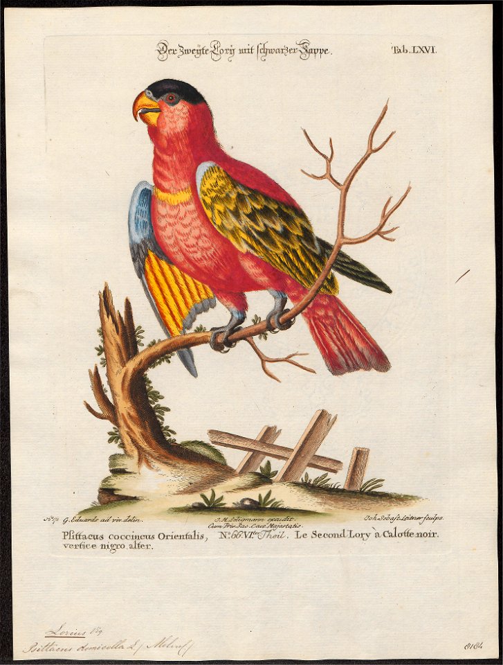 Lorius domicella - 1700-1880 - Print - Iconographia Zoologica - Special Collections University of Amsterdam - UBA01 IZ18500290