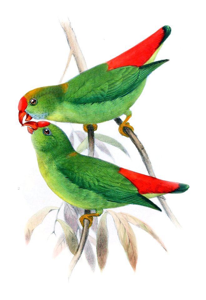 Loriculus philippensis panayensis