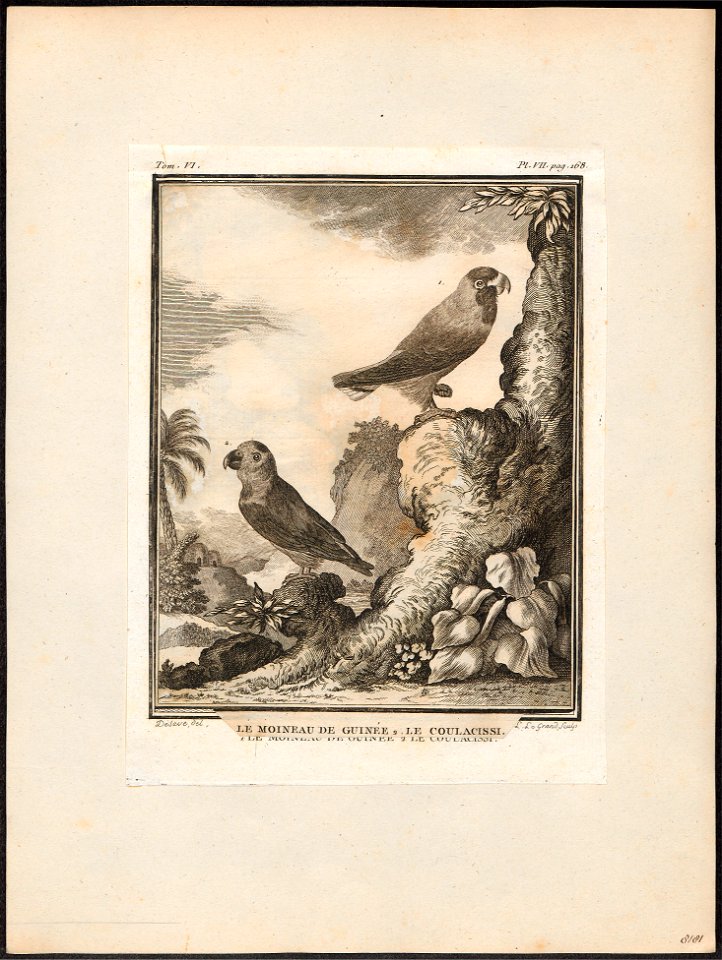 Loriculus culacissi - 1700-1880 - Print - Iconographia Zoologica - Special Collections University of Amsterdam - UBA01 IZ18500282