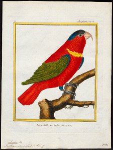 Lorius domicella - 1700-1880 - Print - Iconographia Zoologica - Special Collections University of Amsterdam - UBA01 IZ18500288