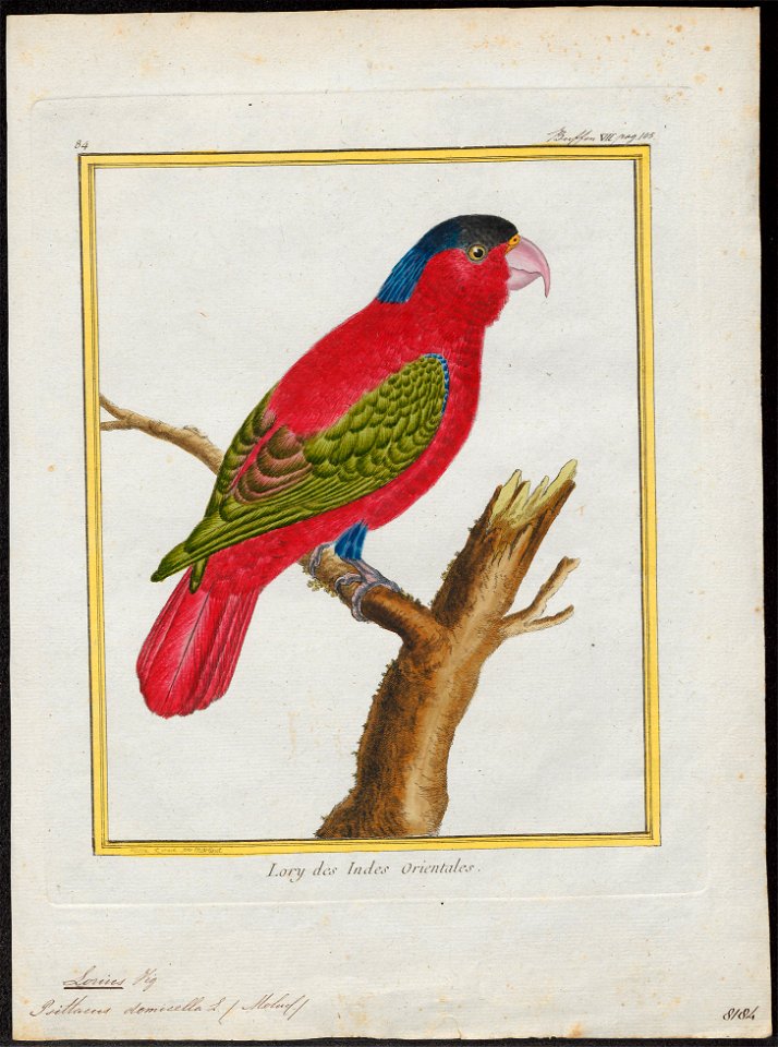 Lorius domicella - 1700-1880 - Print - Iconographia Zoologica - Special Collections University of Amsterdam - UBA01 IZ18500284