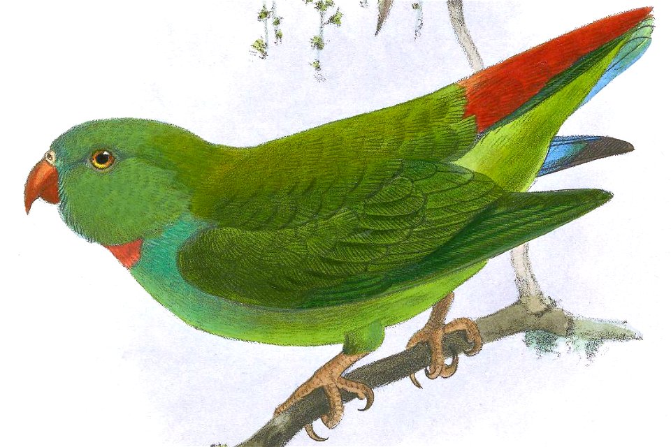 Loriculus exilis