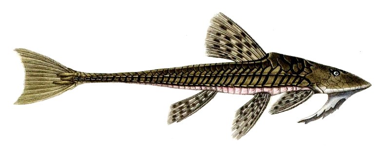 Loricariichthys anus Orbigny. Free illustration for personal and commercial use.