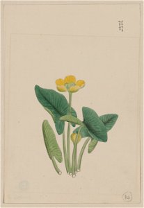 Lotus-like plant with yellow blossom and large leaves, each on separate stalks LCCN2009630257