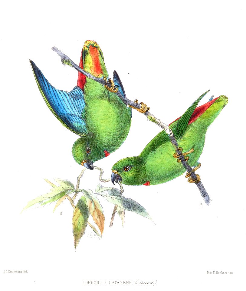 LoriculusCatameneKeulemans