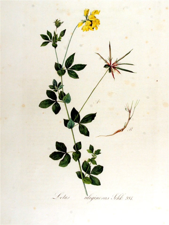 Lotus uliginosus — Flora Batava — Volume v13