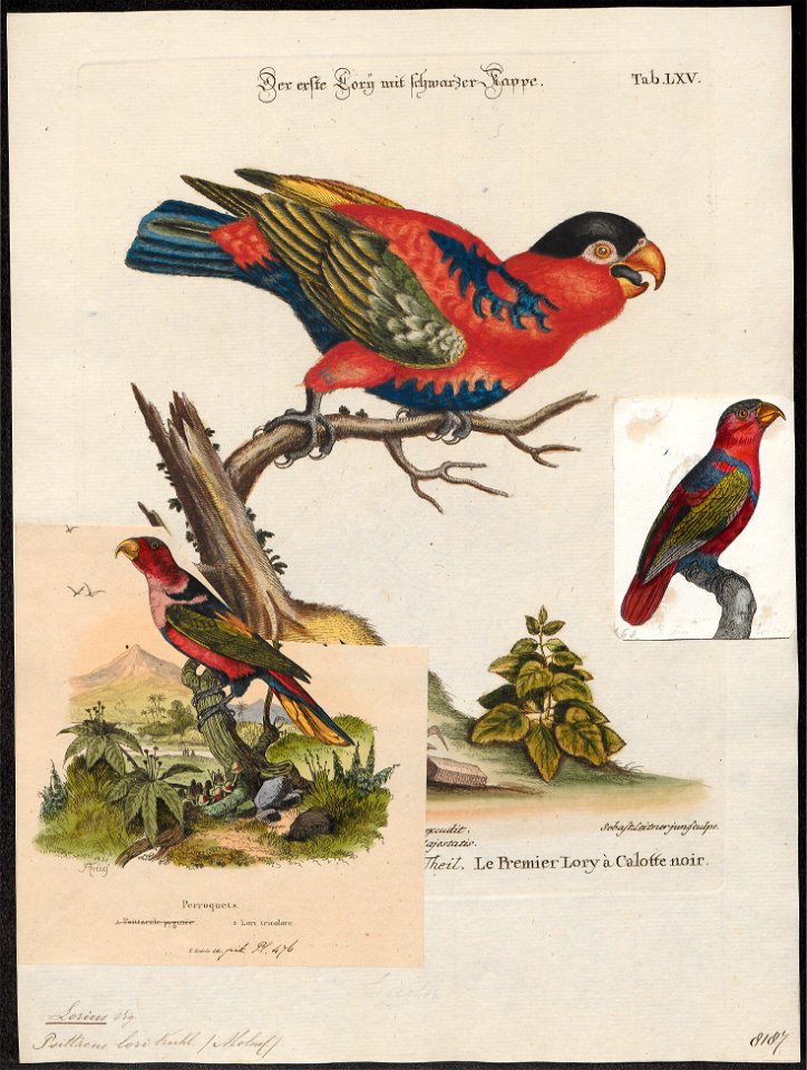 Lorius lori - 1700-1880 - Print - Iconographia Zoologica - Special Collections University of Amsterdam - UBA01 IZ18500294