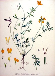 Lotus tenuifolius — Flora Batava — Volume v20