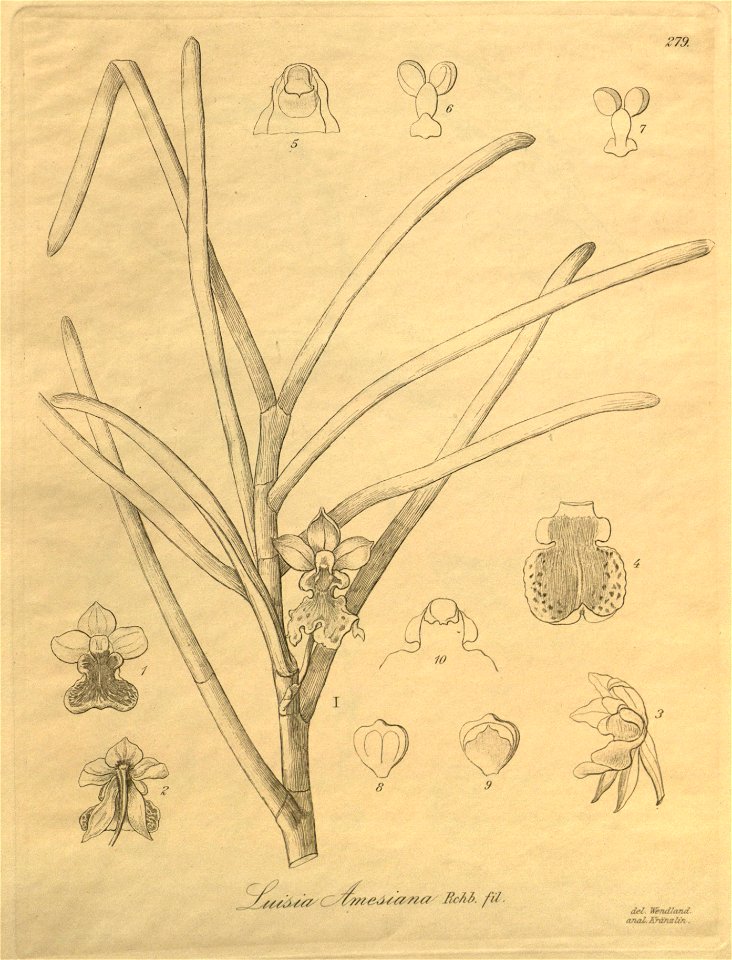 Luisia amesiana - Xenia 3 pl 279