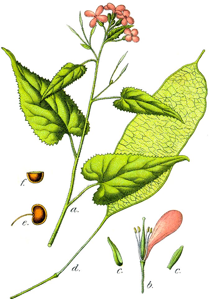Lunaria rediviva Sturm18