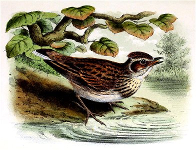 Lullula arborea 1873