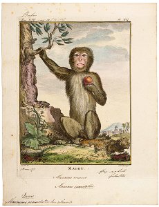 Macacus ecaudatus - 1700-1880 - Print - Iconographia Zoologica - Special Collections University of Amsterdam - UBA01 IZ20000045