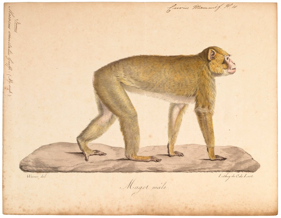 Macacus ecaudatus - 1818-1842 - Print - Iconographia Zoologica - Special Collections University of Amsterdam - UBA01 IZ20000051