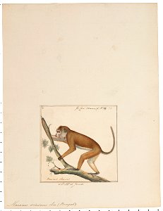 Macacus sinicus - 1829-1867 - Print - Iconographia Zoologica - Special Collections University of Amsterdam - UBA01 IZ20000021