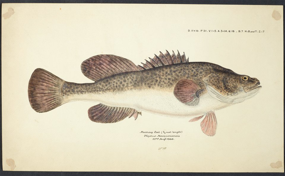 Maccullochella sp by Frank Edward Clarke
