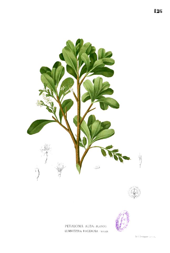 Lumnitzera racemosa Blanco1.126