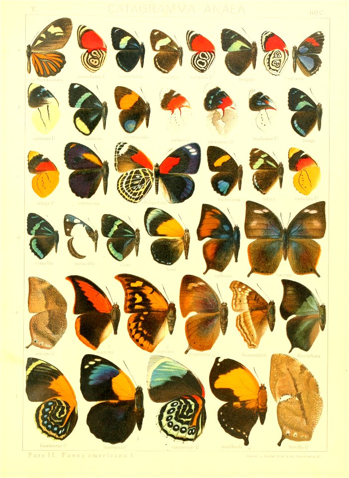 Macrolepidoptera15seit 0221
