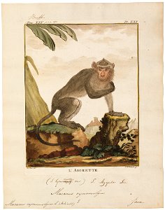 Macacus cynomolgus - 1700-1880 - Print - Iconographia Zoologica - Special Collections University of Amsterdam - UBA01 IZ20000011