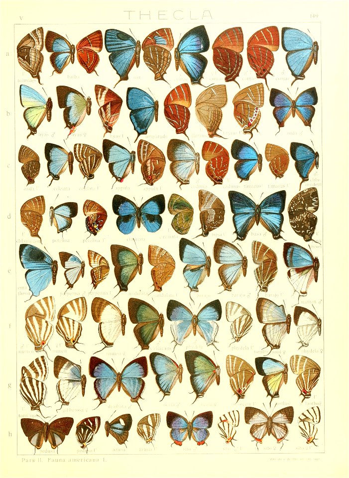 Macrolepidoptera15seit 0325