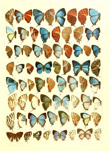 Macrolepidoptera15seit 0325