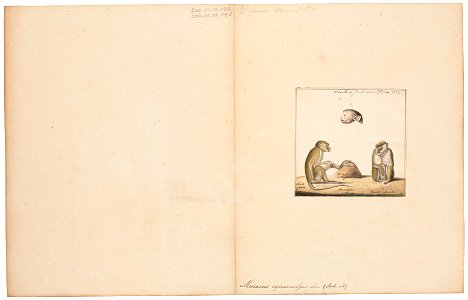 Macacus cynomolgus - 1829-1867 - Print - Iconographia Zoologica - Special Collections University of Amsterdam - UBA01 IZ20000004