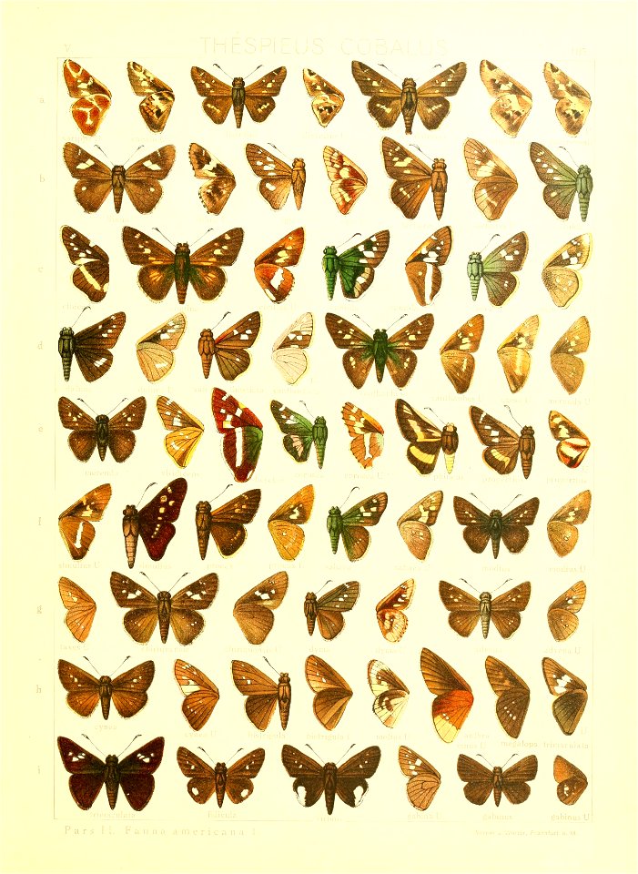 Macrolepidoptera15seit 0397