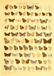 Macrolepidoptera01seitz 0163