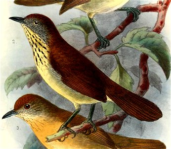 Macronus bornensis everetti 1902