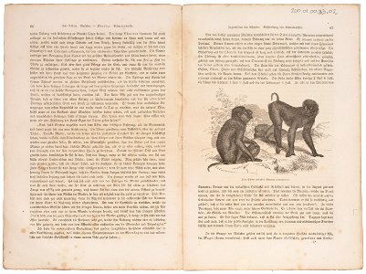 Macacus nemestrinus - 1700-1880 - Print - Iconographia Zoologica - Special Collections University of Amsterdam - UBA01 IZ20000035