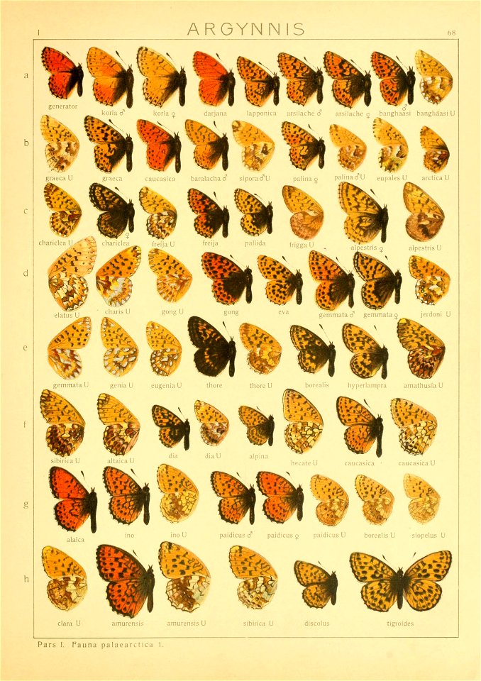 Macrolepidoptera01seitz 0143
