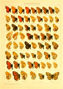 Macrolepidoptera01seitz 0143