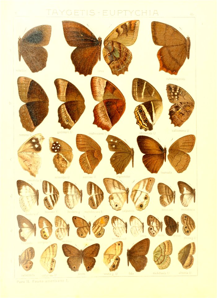 Macrolepidoptera15seit 0101