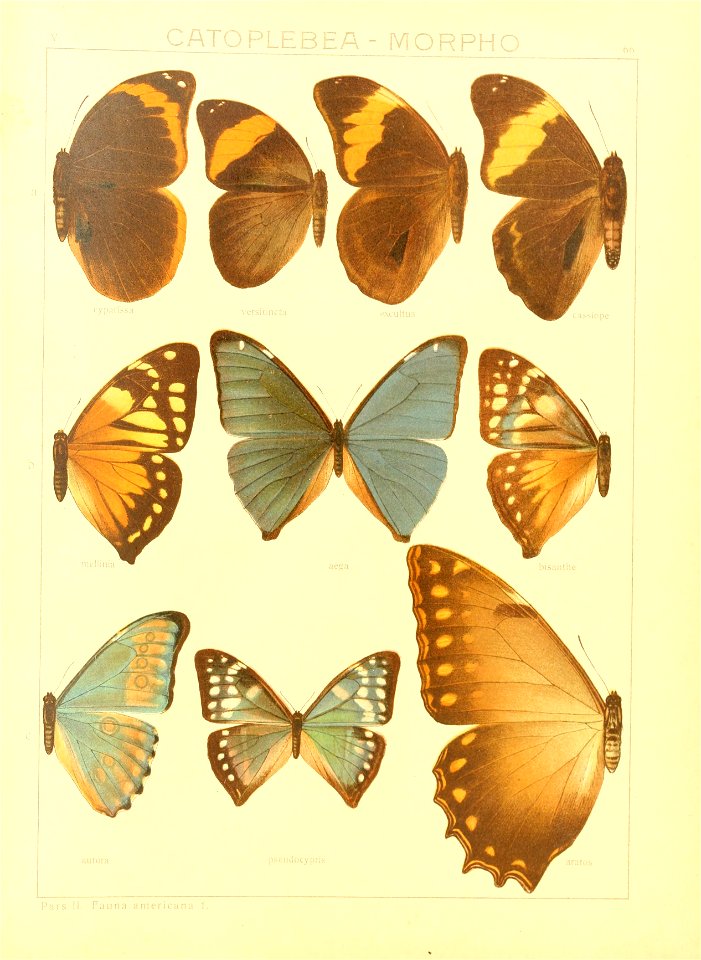 Macrolepidoptera15seit 0141