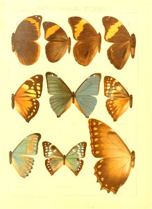 Macrolepidoptera15seit 0141
