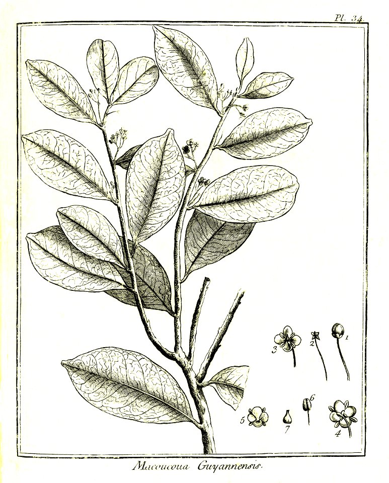Macoucoua guianensis Aublet 1775 pl 34