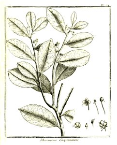 Macoucoua guianensis Aublet 1775 pl 34